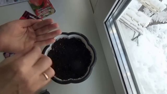 Посадка эустомы под ФИТОЛАМПУ, смотреть онлайн