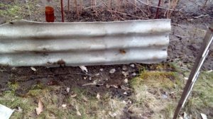 Когда открывать виноград весной? Практические советы. Как вырастить виноград.