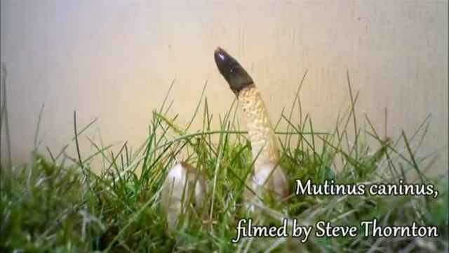 Red Cage || Fungi क्या आपको ये पता है? || red Cage fungus || news?? смотреть онлайн