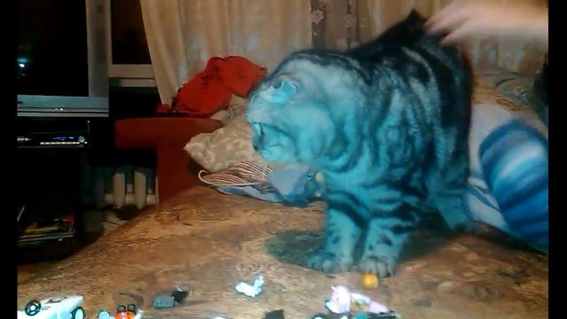 Шотландский кот Леня знакомиться с щенком бигль Бубликом || Scottish cat Lenya met with Beagle Bage смотреть онлайн