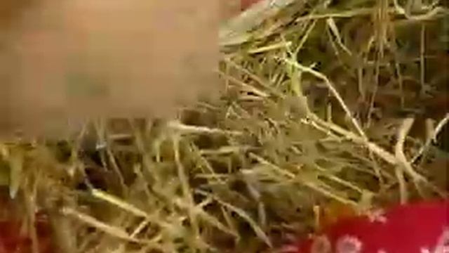 matras-profi.ru-Травяной матрас смотреть онлайн