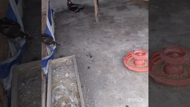 Фазан Эллиота смотреть онлайн