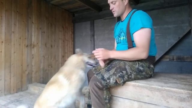 Собачий праздник второе июля! смотреть онлайн