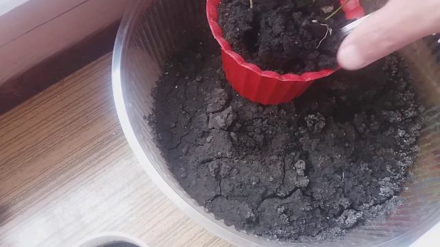 Лимон из косточки . Фильм 6 смотреть онлайн