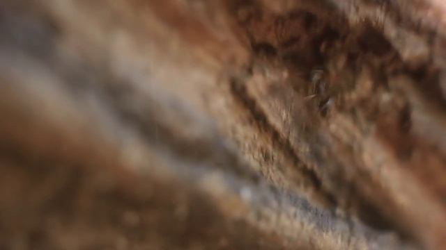 бабка коробка и муравей смотреть онлайн