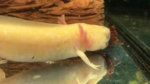 Аксолотль. Чем кормить аксолотля.