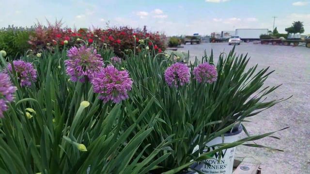 Best Perennials - Allium 'Serendipity' (Ornamental Onion) смотреть онлайн