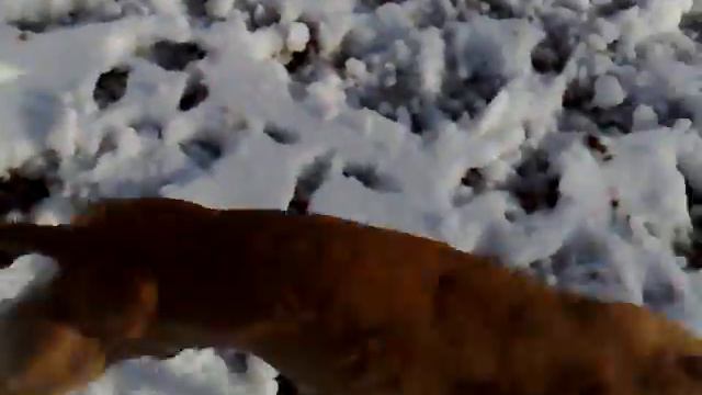 NEVE E AMARAL-004.mp4 смотреть онлайн