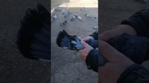 Николаевские голуби цветной, молочной, жёлтой и белой масти.