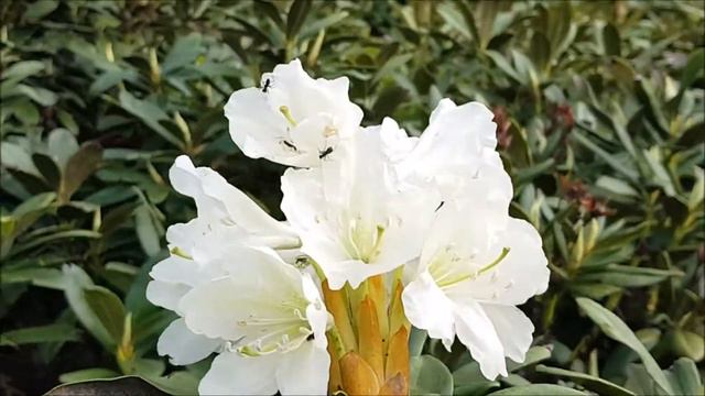 Kafkas Orman Gülü -Rhododendron caucasicum смотреть онлайн