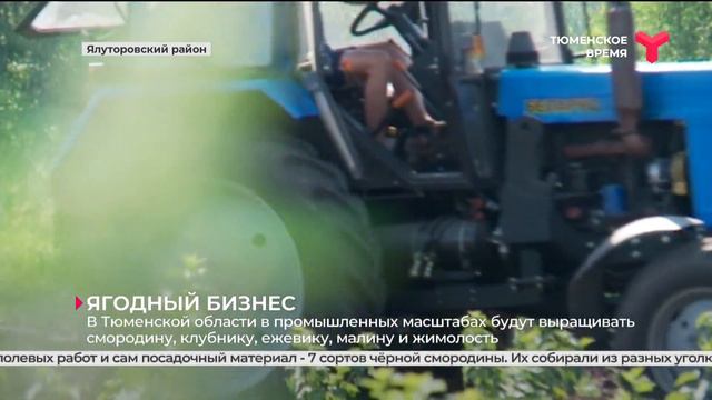 Ягодный бизнес | Исетский район смотреть онлайн