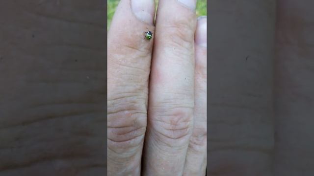 Клоп-щитник смотреть онлайн