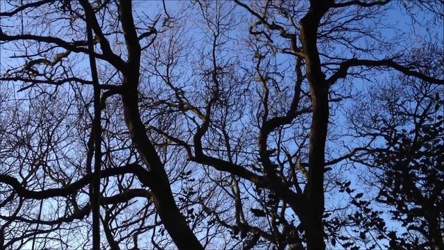 Identification of the oak tree, Quercus robur смотреть онлайн