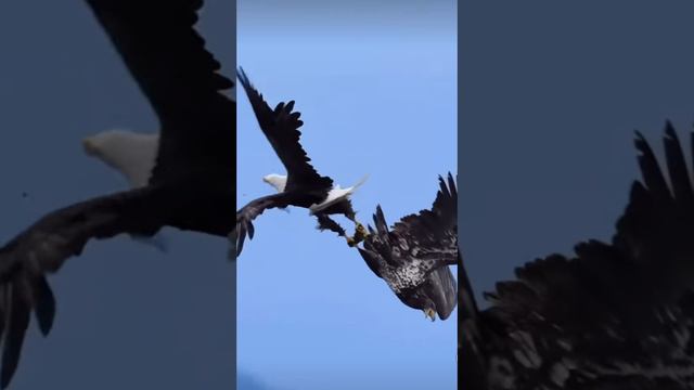 1000016725.mp4