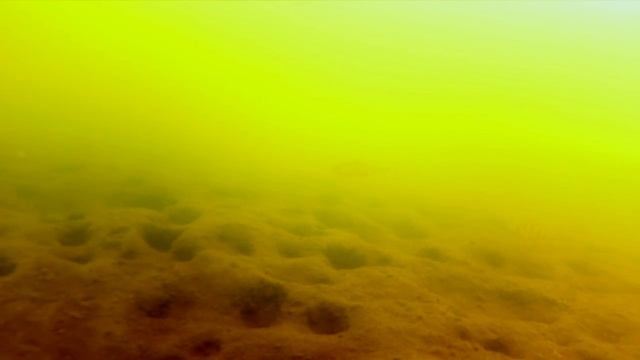 подводное видео Ерш гоняет Окуней смотреть онлайн