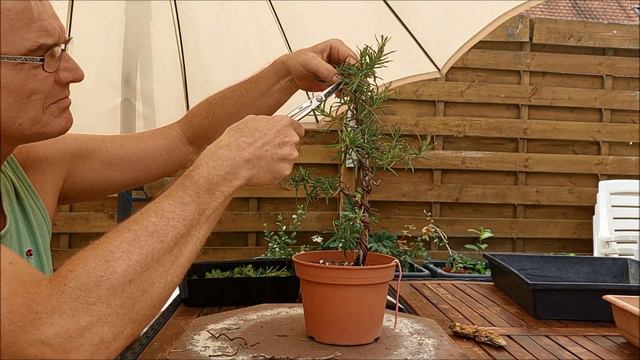 Rosemary Bonsai fusion 2 смотреть онлайн