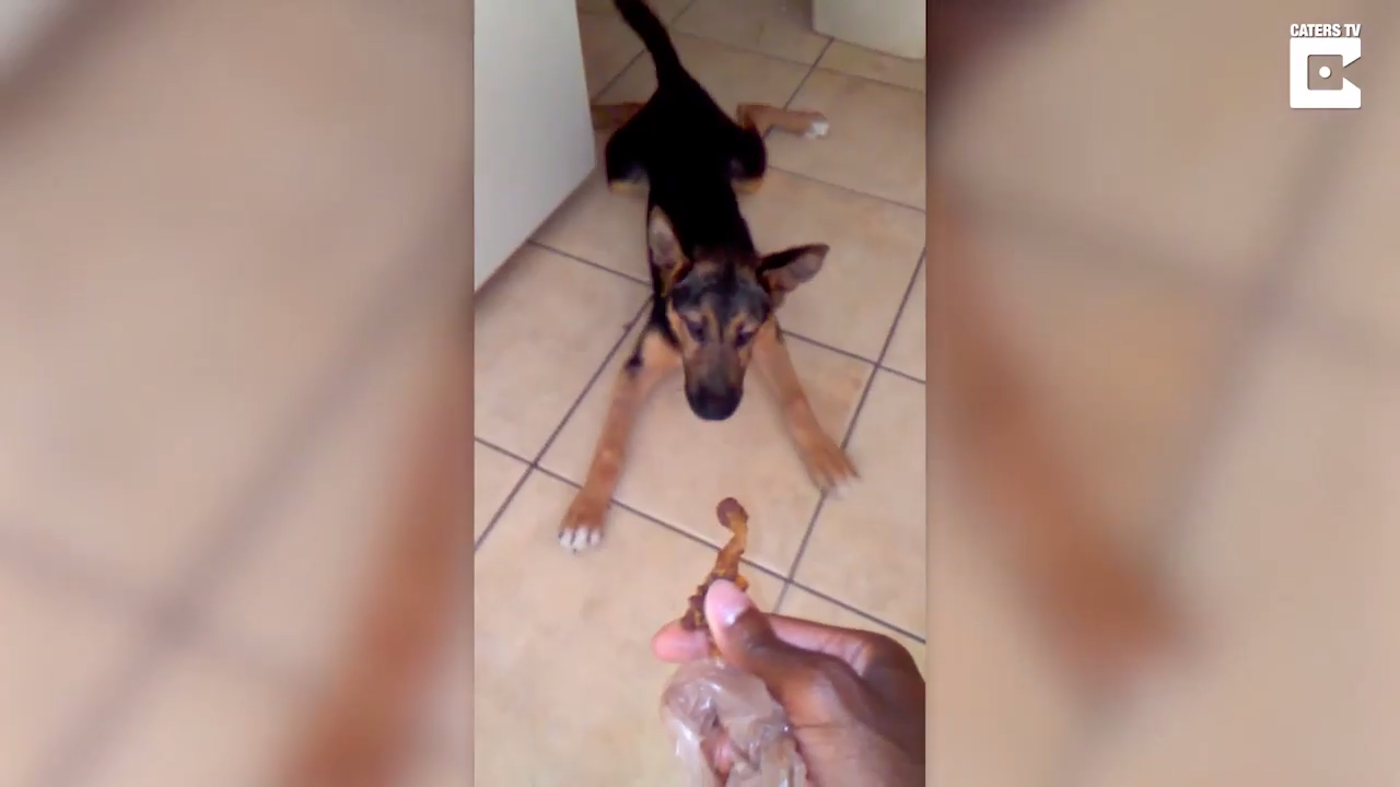 Щенок не может устоять на скользком полу смотреть онлайн