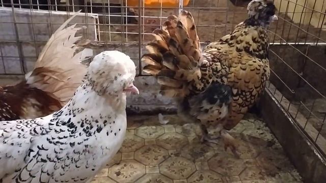 Куры ПАДУАНЫ и МИЛЬФЛЁРЫ у нас в хозяйстве. ДОРОГОЕ УДОВОЛЬСТВИЕ смотреть онлайн