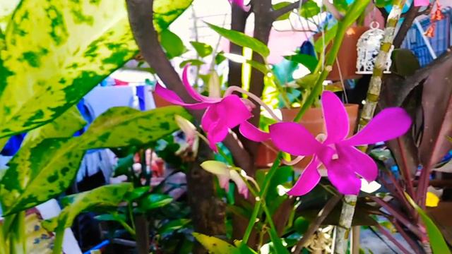 💕Orchid flowers❣️ 🇵🇭Growing orchids in the Philippines 🇵🇭 Phalaenopsis and Dendrobiums смотреть онлайн