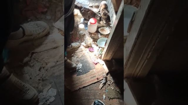 ИЩЕМ ДОМ КОТЯТАМ смотреть онлайн