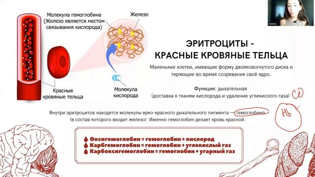 Строение эритроцита крови | БИОЛОГИЯ ОГЭ 2023 смотреть онлайн