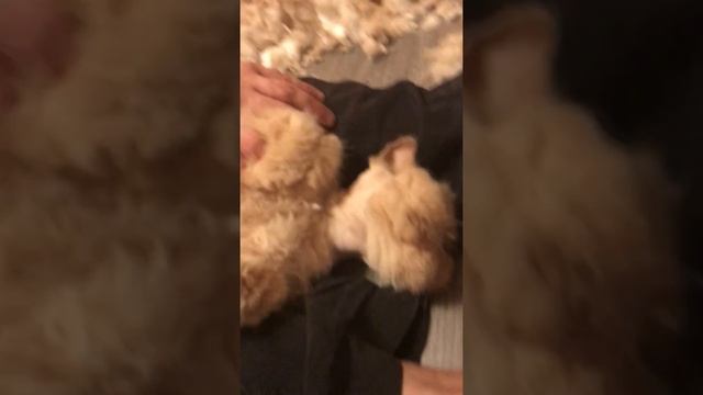 Стрижка персидского кота. смотреть онлайн