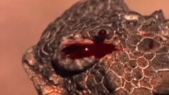 Рогатая ящерица