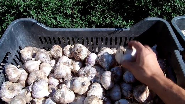 Крупноплодный чеснок сорт Любаша смотреть онлайн