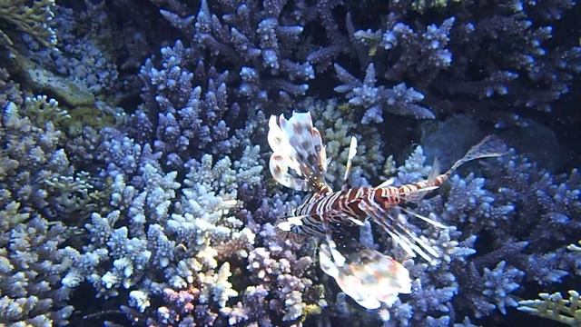 Индийская крылатка на рифе смотреть онлайн