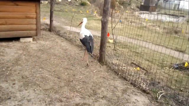 Аист Цыпа -2 смотреть онлайн