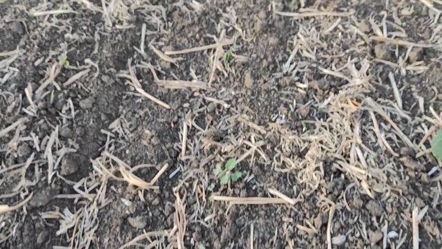 Рапс озимый. Стоит ли ждать урожая??? Часть 1.#рапс #посевы2021 #фермер #фермериукраїни смотреть онлайн