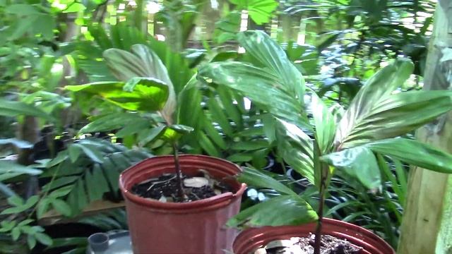 Dypsis rosea Palm Seedlings смотреть онлайн