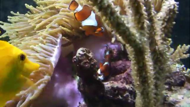 My reef tank смотреть онлайн