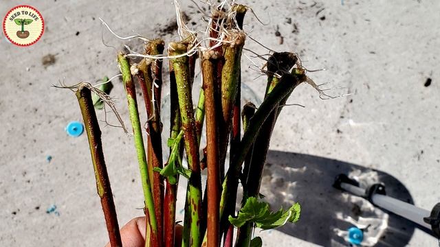 How to Grow Roselle Hibiscus Sabdariffa Gongura Karkade Red Roselle From Cuttings/ गोंगुरा के पौधे смотреть онлайн