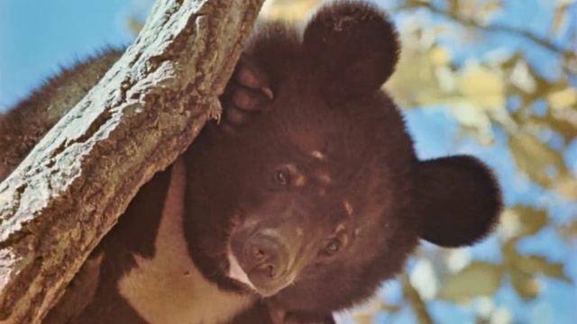 Дальневосточное Приморье - край туристский, 1981, Фартусов. смотреть онлайн