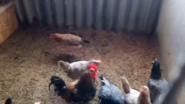 Весенние переселения. Новоселье у поросят и цесарок. ☘️ смотреть онлайн
