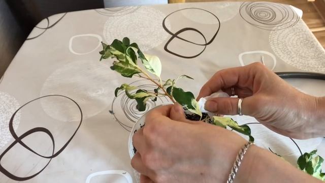 Обрезка фикуса Бенджамина Керли смотреть онлайн