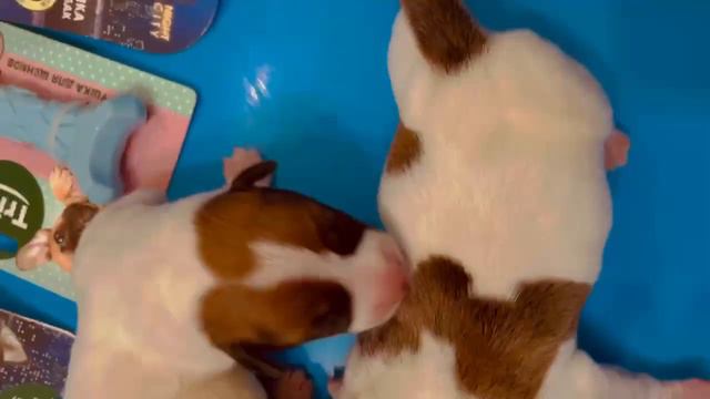 1в Шон родился смотреть онлайн