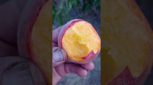 персик память Симиренко