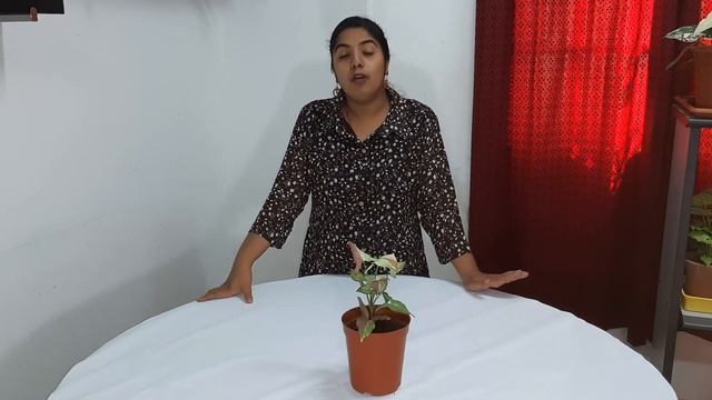 syngonium strawberry milk plant care (English language) смотреть онлайн