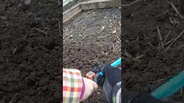 За 4 минуты!!! Посадить зелёный горошек? 12.04.2019 смотреть онлайн