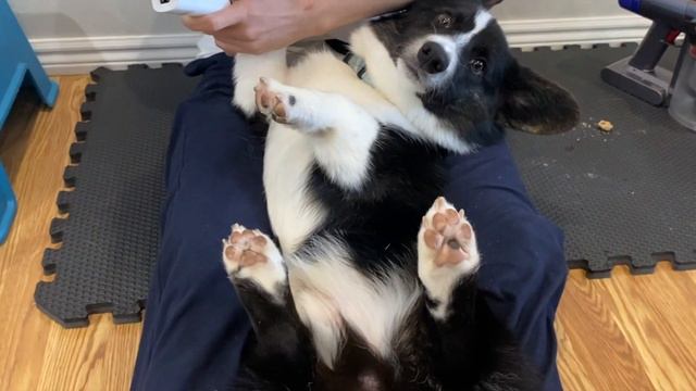 Cardigan Welsh Corgi 10 weeks to 1 year-old growth journal | Totle The Corgi Ep.3 смотреть онлайн