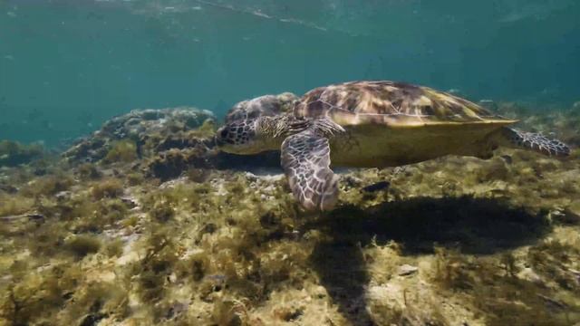 Tartaruga Marinho - Som do Oceano - Tartaruga Marinho no Mar смотреть онлайн