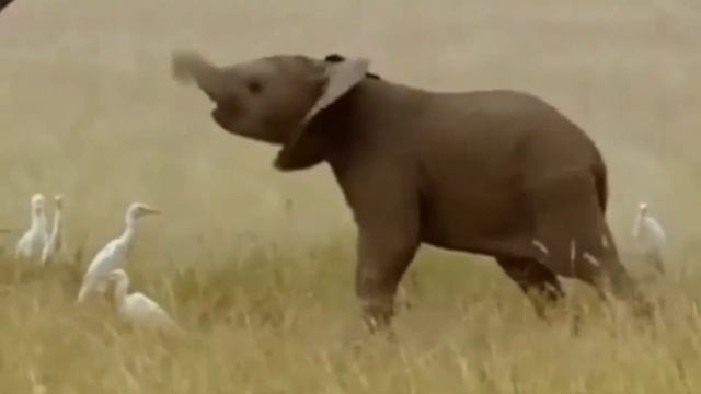 Слонёнок машет хоботом смотреть онлайн