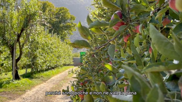 Si puó coltivare BIO vicino a campi non bio?! Andiamo in Val Venosta a scoprirlo! смотреть онлайн
