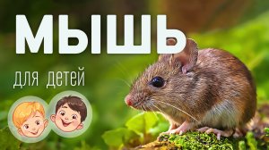 Мышь. Видео про животных для детей 3+