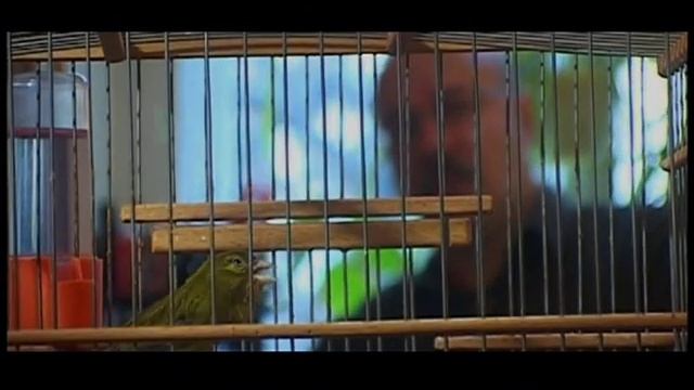 как учить канарейку песне смотреть онлайн