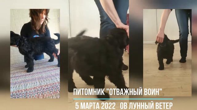 Питомник "Отважный Воин" 5.03.2022 смотреть онлайн