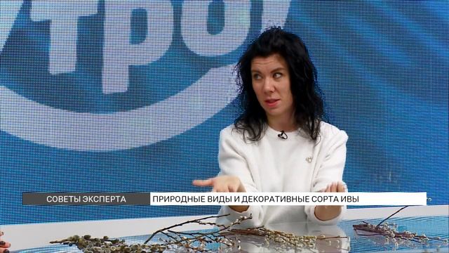 Ива: какой сорт выбрать? смотреть онлайн