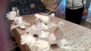 Селекционные бойные столбовые грибуны голуби Касымова Хасана.